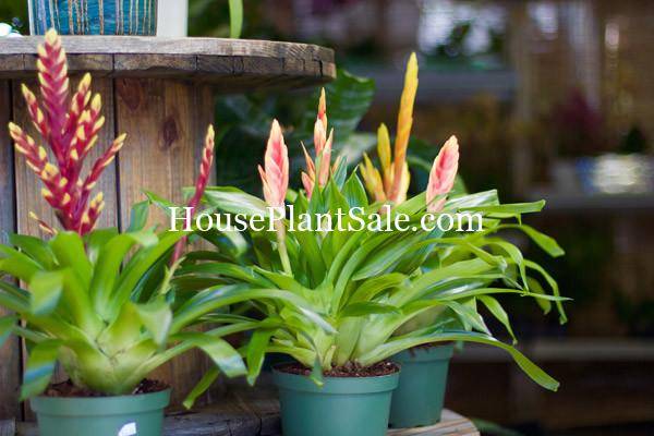 Bonita Springs Flower Market - Forget me Not Flower Market | House Plants for Sale | Bromeliads