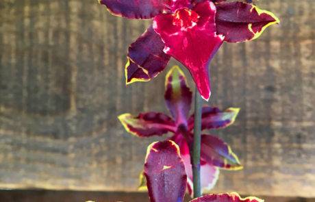 Bonita Springs Flower Market - Forget me Not Flower Market | House Plants for Sale | Orchids