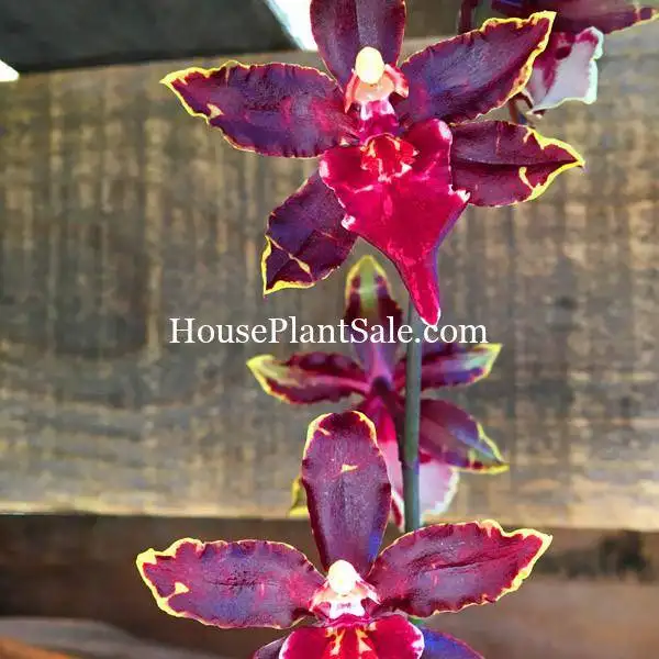 image-of-bonita-springs-flower-market-forget-me-not-flower-market-burgoundy-orchids-for-sale-houseplants-for-sale Bonita Springs Flower Market - Forget me Not Flower Market | House Plants for Sale | Orchids