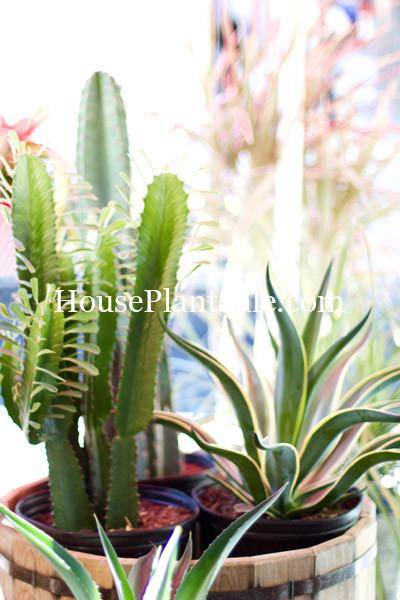Bonita Springs Flower Market - Forget me Not Flower Market | House Plants for Sale | Cacti / Cactus
