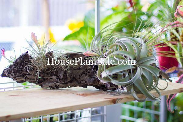 Bonita Springs Flower Market - Forget me Not Flower Market | House Plants for Sale | Airplants