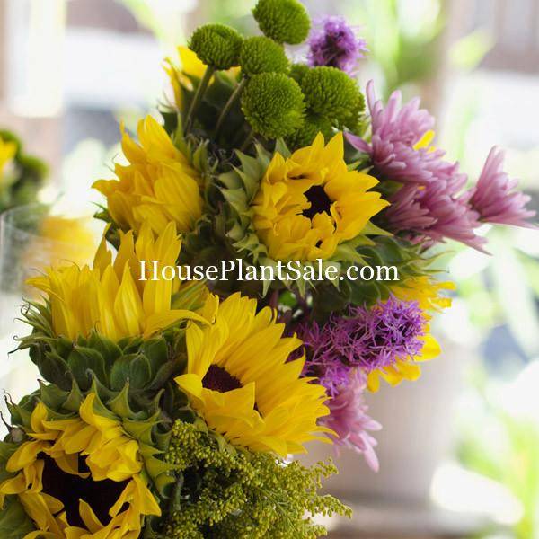 Bonita Springs Flower Market - Forget me Not Flower Market | House Plants for Sale | Sunflowers