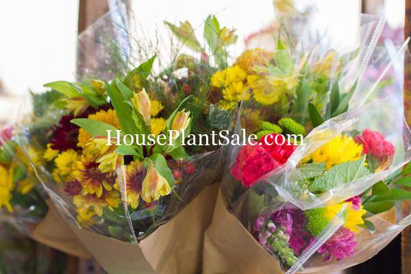 Bonita Springs Flower Market - Forget me Not Flower Market | House Plants for Sale | Fresh Cut Flowers