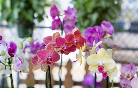 Bonita Springs Flower Market - Forget me Not Flower Market | House Plants for Sale | Orchids