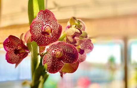Comparing the Best Organic Orchid Fertilizers- We Have a Winner!