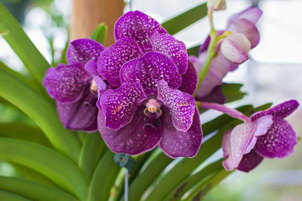 Bonita Springs Flower Market - Forget me Not Flower Market | House Plants for Sale | Orchids