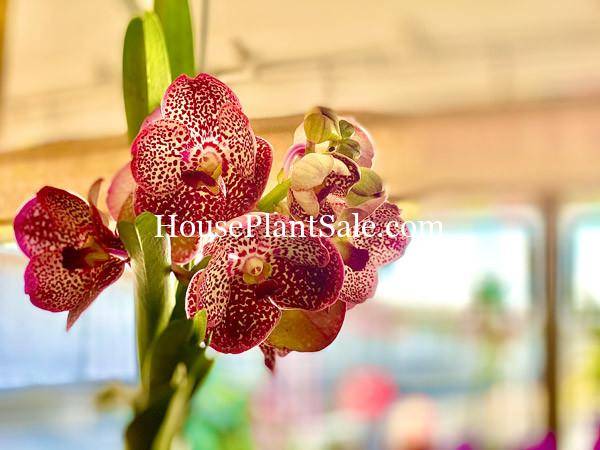 Bonita Springs Flower Market - Forget me Not Flower Market | House Plants for Sale | Orchids