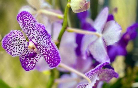 Comparing the Best Organic Orchid Fertilizers- We Have a Winner!