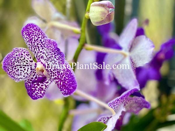 Bonita Springs Flower Market - Forget me Not Flower Market | House Plants for Sale | Orchids