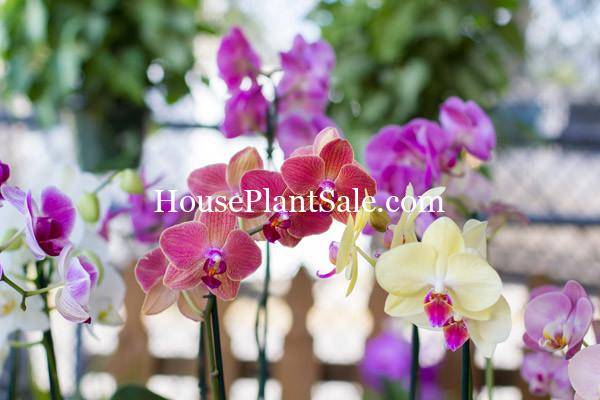 Bonita Springs Flower Market - Forget me Not Flower Market | House Plants for Sale | Orchids