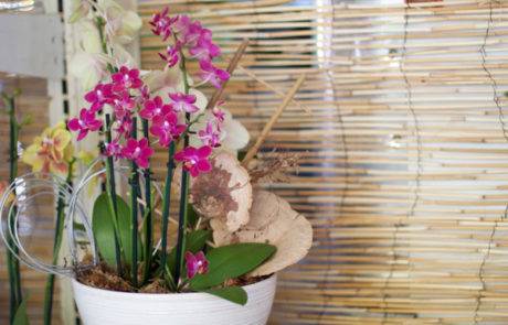 Bonita Springs Flower Market - Forget me Not Flower Market | House Plants for Sale | Orchids