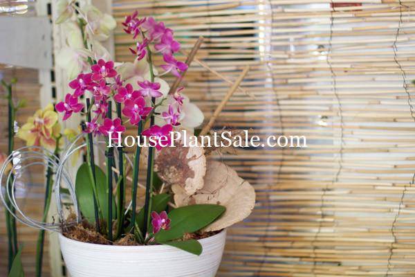 Bonita Springs Flower Market - Forget me Not Flower Market | House Plants for Sale | Orchids