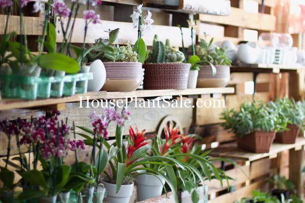 Bonita Springs Flower Market - Forget me Not Flower Market | House Plants for Sale