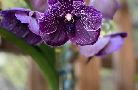 Bonita Springs Flower Market - Forget me Not Flower Market | House Plants for Sale | Orchids