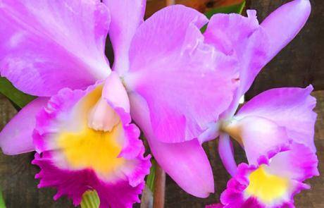 Comparing the Best Organic Orchid Fertilizers- We Have a Winner!