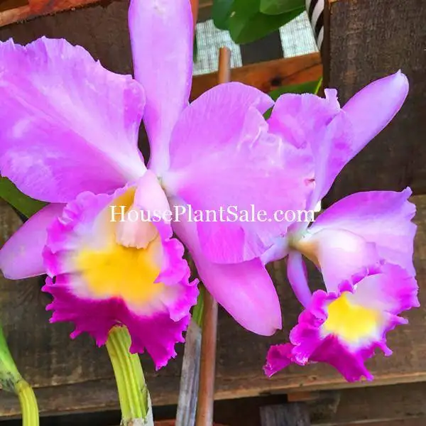 image-of-bonita-springs-flower-market-forget-me-not-flower-market-houseplants-pink-orchids-for-sale Bonita Springs Flower Market - Forget me Not Flower Market | House Plants for Sale | Orchids
