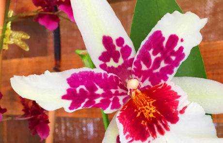 Comparing the Best Organic Orchid Fertilizers- We Have a Winner!