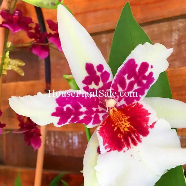 image-of-bonita-springs-flower-market-forget-me-not-flower-market-houseplants-white-pink-orchids-for-sale Bonita Springs Flower Market - Forget me Not Flower Market | House Plants for Sale | Orchids