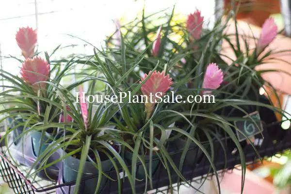 Bonita Springs Flower Market - Forget me Not Flower Market | House Plants for Sale | Bromeliads
