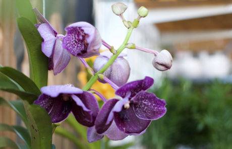 Comparing the Best Organic Orchid Fertilizers- We Have a Winner!