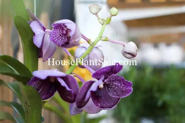Bonita Springs Flower Market – Forget me Not Flower Market | House Plants for Sale | Orchids Bonita Springs Flower Market - Forget me Not Flower Market | House Plants for Sale | Orchids