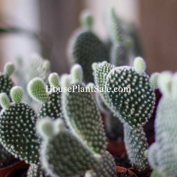 Bonita Springs Flower Market - Forget me Not Flower Market | House Plants for Sale | Cacti / Cactus