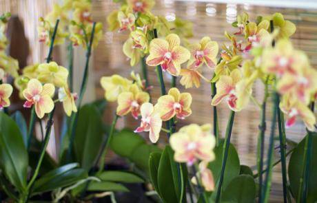 Bonita Springs Flower Market - Forget me Not Flower Market | House Plants for Sale | Orchids