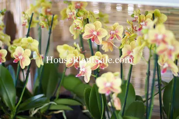 Bonita Springs Flower Market – Forget me Not Flower Market | House Plants for Sale | Orchids Bonita Springs Flower Market - Forget me Not Flower Market | House Plants for Sale | Orchids