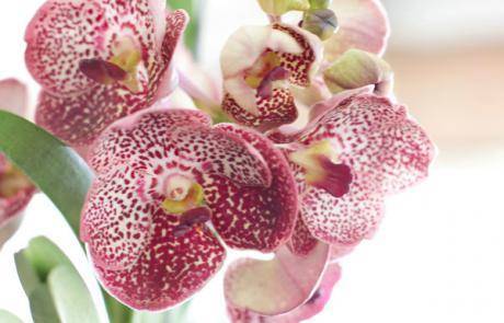 Comparing the Best Organic Orchid Fertilizers- We Have a Winner!