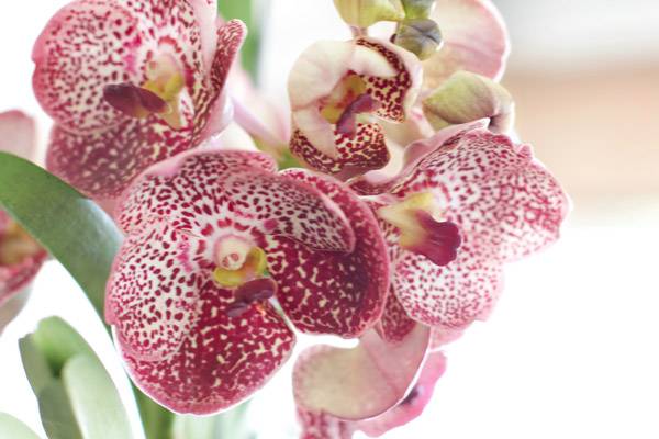 Orchid Care Myths Busted: What Really Keeps Your Orchids Thriving! Click Here For Your Ultimate Guide to Caring for Orchids.