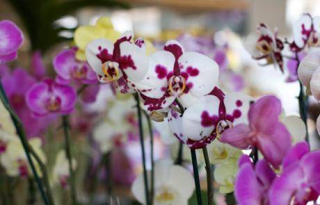 Bonita Springs Flower Market - Forget me Not Flower Market | House Plants for Sale | Orchids