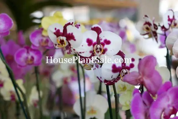 Bonita Springs Flower Market – Forget me Not Flower Market | House Plants for Sale | Orchids Bonita Springs Flower Market - Forget me Not Flower Market | House Plants for Sale | Orchids