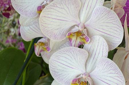 Comparing the Best Organic Orchid Fertilizers- We Have a Winner!