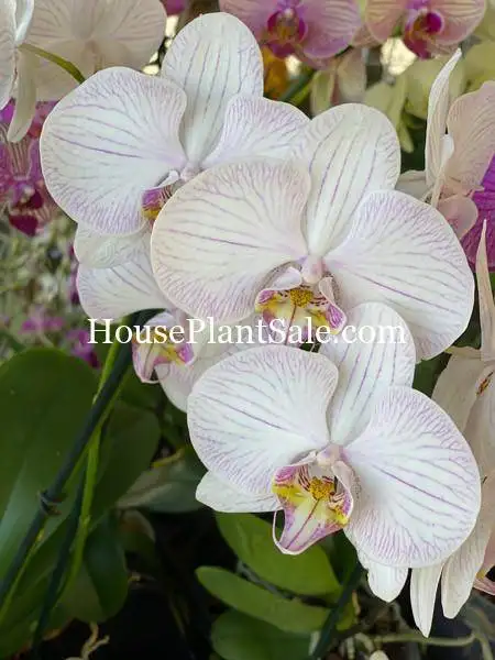 Bonita Springs Flower Market – Forget me Not Flower Market | House Plants for Sale | Orchids Bonita Springs Flower Market - Forget me Not Flower Market | House Plants for Sale | Orchids