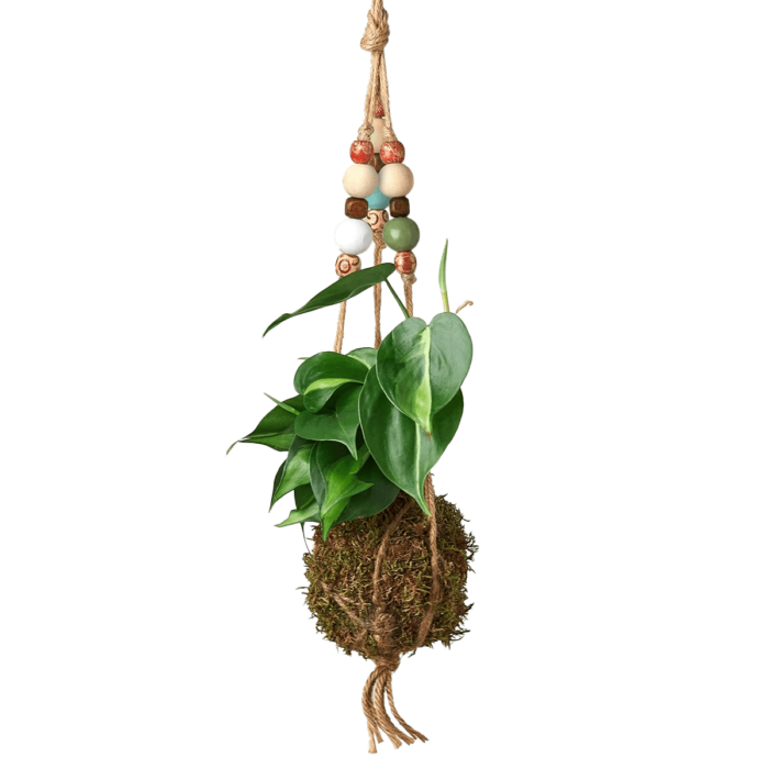 brasil plant lover gift idea - bead kokedama moss ball hanging house plants for sale | Forget Me Not Flower Market online plant shop | online nurseries near to me - great for Christmas gift