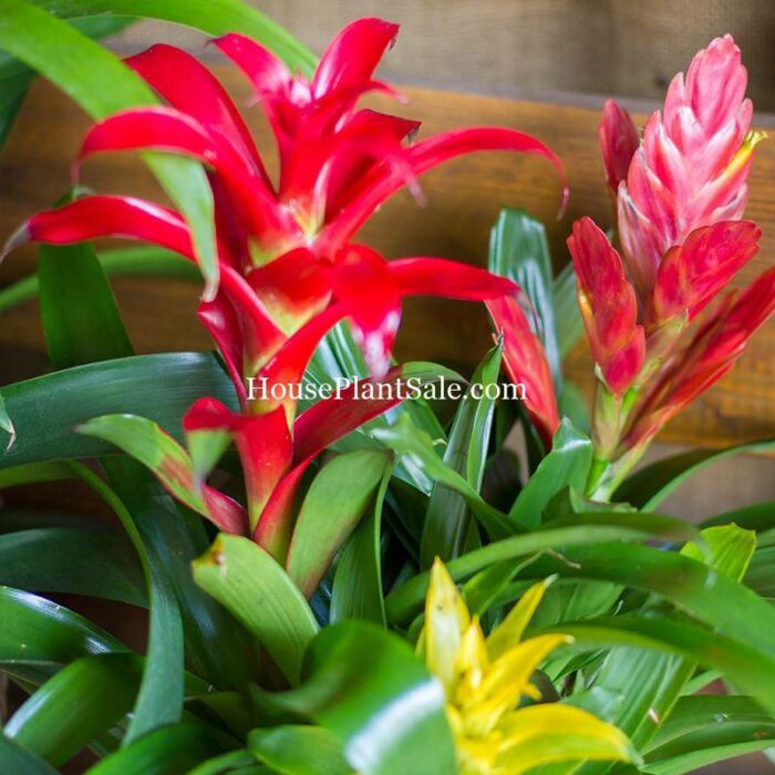 Bromeliad Garden 6", House Plants for Sale | Best Indoor Plants | Forget Me Not Flower Market | Bonita Springs Flower Market | Cape Coral, Fort Myers, Naples | Indoor Plants, Outdoor Plants, Garden Plants, Flower plants Nursery, Wholesale Flowers and more