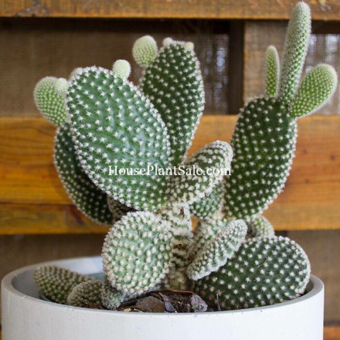 Bunny Ear Cactus Opuntia Microdasus, House Plants for Sale | Best Indoor Plants | Forget Me Not Flower Market | Bonita Springs Flower Market | Cape Coral, Fort Myers, Naples | Indoor Plants, Outdoor Plants, Garden Plants, Flower plants Nursery, Wholesale Flowers and more