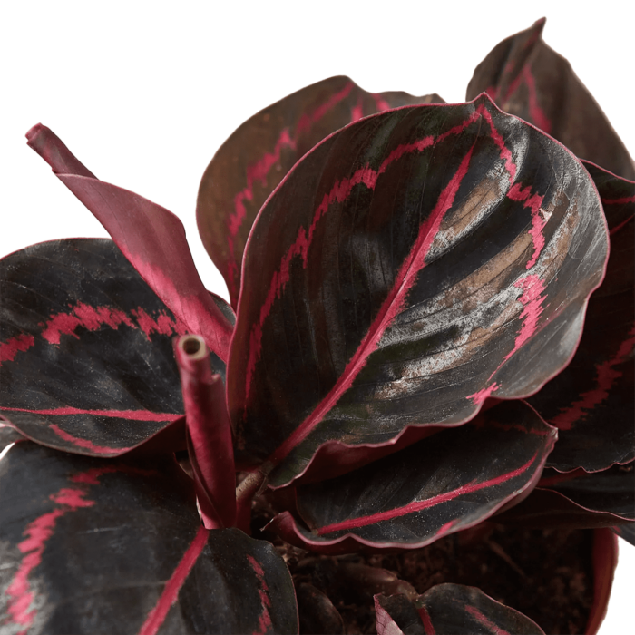 Calathea Dottie for sale | best online plant nursery | houseplantsale.com - houseplants for sale online | best indoor plants | forget me not flower market