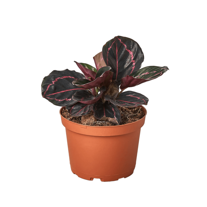Calathea Dottie for sale | best online plant nursery | houseplantsale.com - houseplants for sale online | best indoor plants | forget me not flower market
