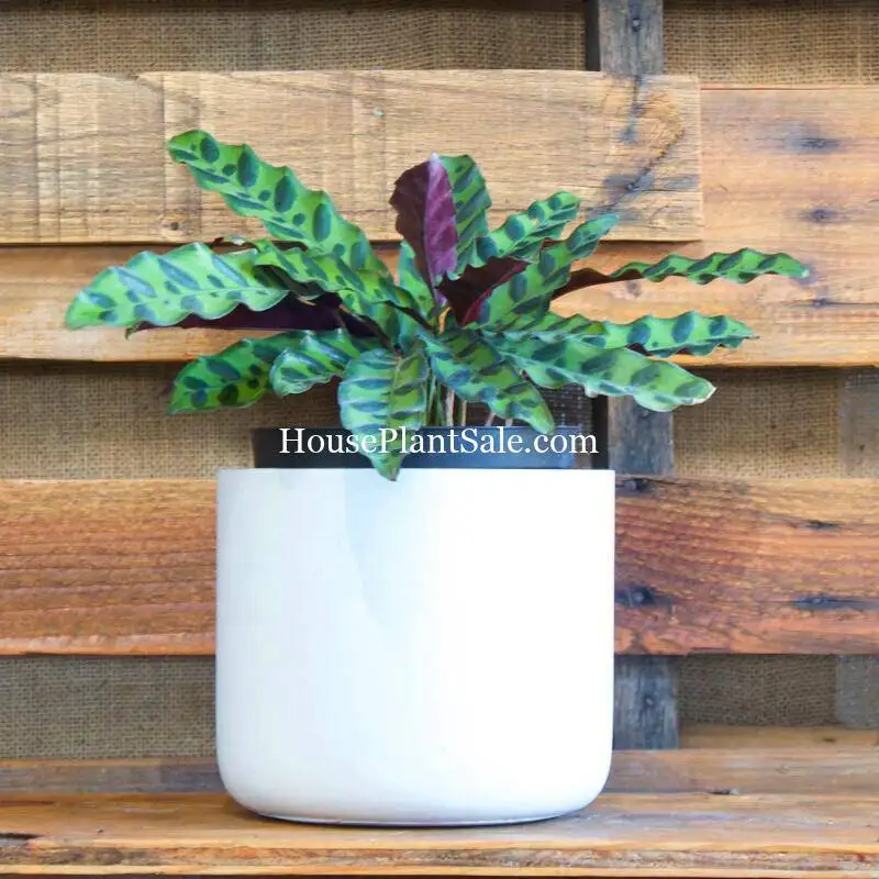 Calathea Lancifolia Rattlesnake House Plants for Sale | Best Indoor Plants | Forget Me Not Flower Market | Bonita Springs Flower Market | Cape Coral, Fort Myers, Naples | Indoor Plants, Outdoor Plants, Garden Plants, Flower plants Nursery, Wholesale Flowers and more