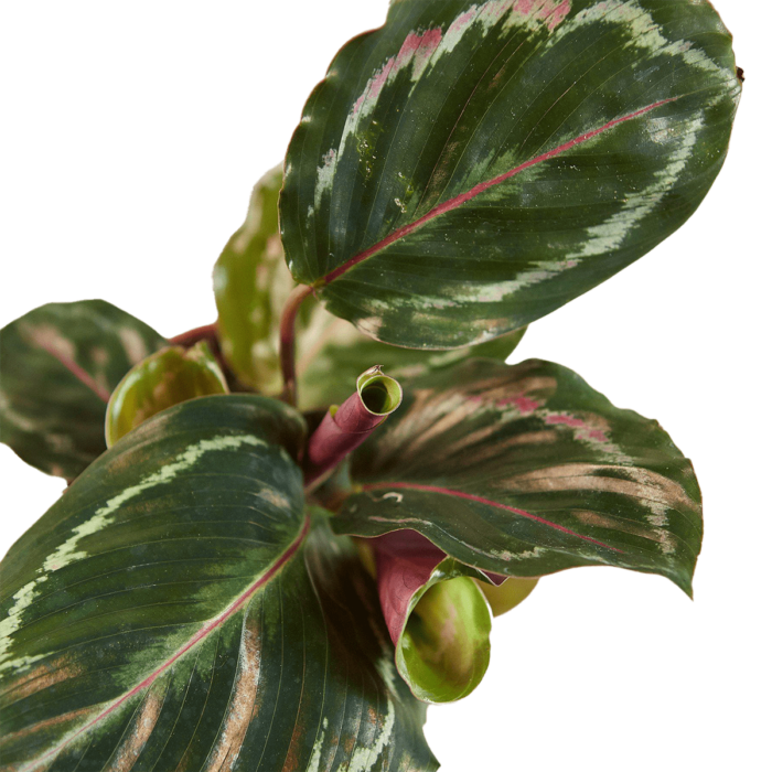Calathea Medallion best online plant nursery | houseplantsale.com - houseplants for sale online | best indoor plants | forget me not flower market