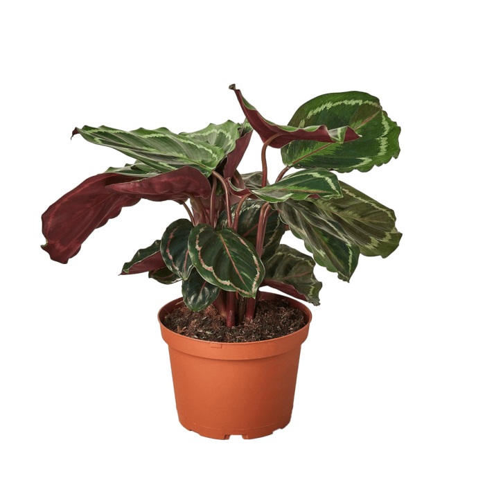 Calathea Medallion best online plant nursery | houseplantsale.com - houseplants for sale online | best indoor plants | forget me not flower market