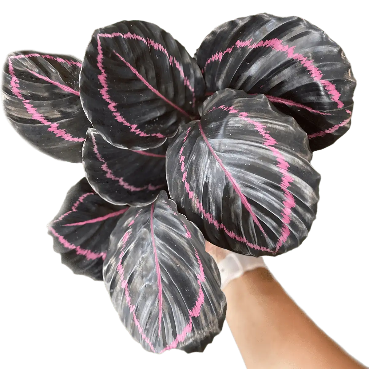 Calathea lancifolia for sale | best online plant nursery | houseplantsale.com - houseplants for sale online | best indoor plants | forget me not flower market