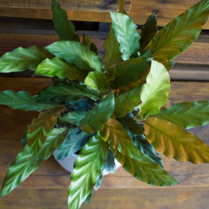 Calathea Rufibarba House Plants for Sale | Best Indoor Plants | Forget Me Not Flower Market | Bonita Springs Flower Market | Cape Coral, Fort Myers, Naples | Indoor Plants, Outdoor Plants, Garden Plants, Flower plants Nursery, Wholesale Flowers and more
