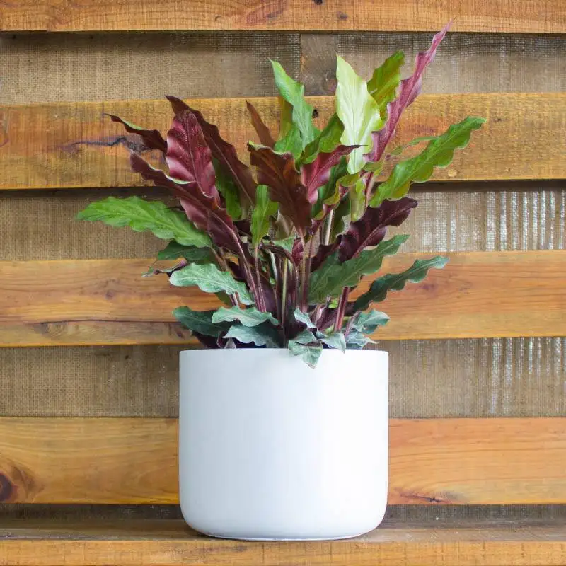 Calathea Rufibarba House Plants for Sale | Best Indoor Plants | Forget Me Not Flower Market | Bonita Springs Flower Market | Cape Coral, Fort Myers, Naples | Indoor Plants, Outdoor Plants, Garden Plants, Flower plants Nursery, Wholesale Flowers and more
