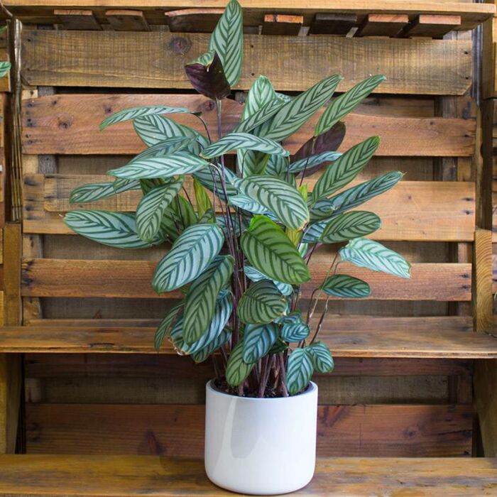 Image of Calathea Setosa grey star - plants for Sale | Houseplant Sale | Best Indoor Plants | Forget Me Not Flower Market Online plant Shop | Online nurseries near to me