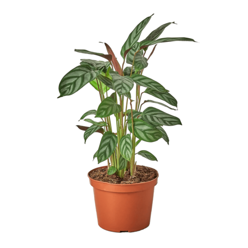 Calathea Setosa Grey Star - best online plant nursery | houseplantsale.com - houseplants for sale online | best indoor plants | forget me not flower market