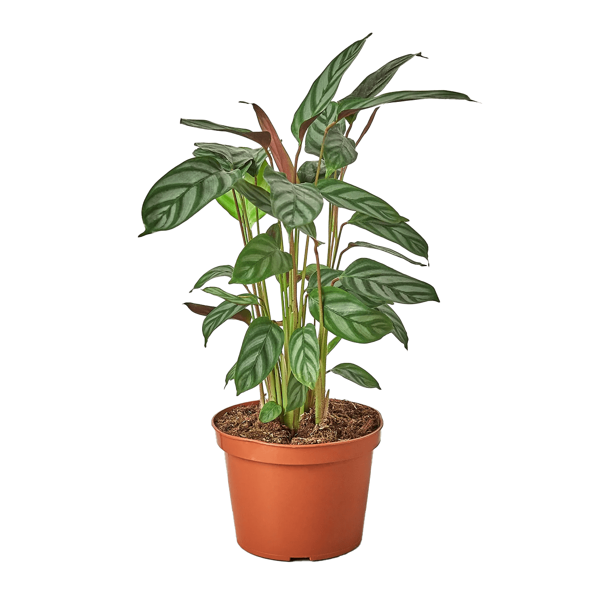 Calathea Setosa Grey Star - best online plant nursery | houseplantsale.com - houseplants for sale online | best indoor plants | forget me not flower market