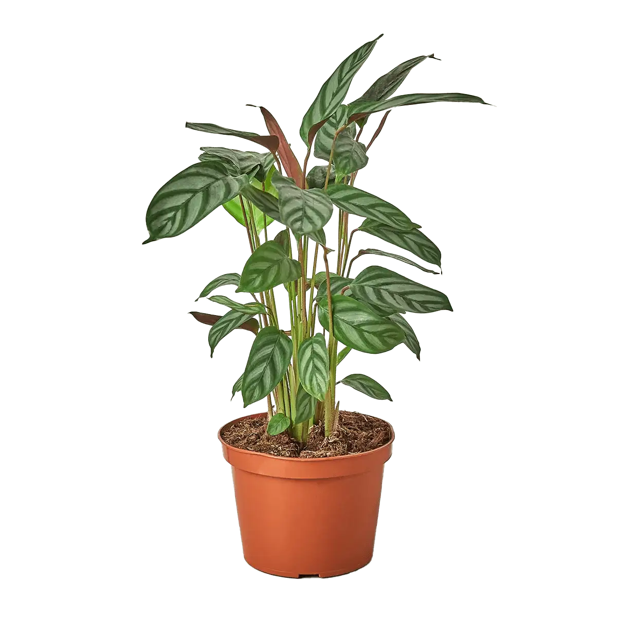 Calathea Setosa Grey Star - best online plant nursery | houseplantsale.com - houseplants for sale online | best indoor plants | forget me not flower market