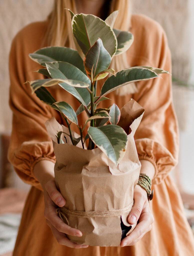 Can you Leave a Plant in the Container it Came In?- Plant Care Tips - Forget Me Not Flower Market Bonita Springs Flower Market | Cape Coral, Fort Myers, Naples | Indoor Plants, Outdoor Plants, Garden Plants, Flower plants Nursery, Wholesale Flowers and more
